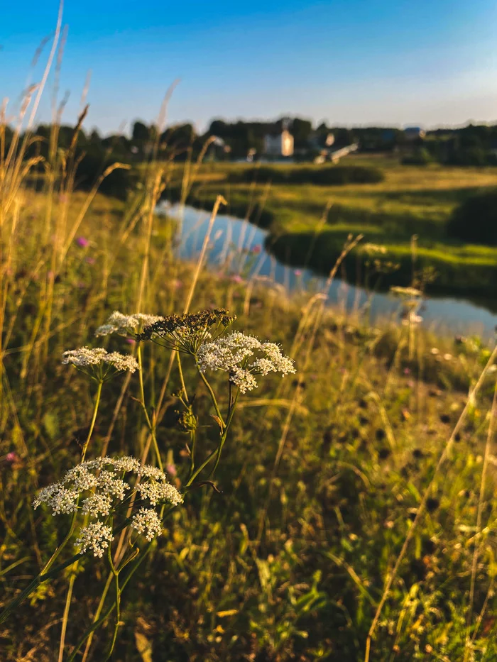 Midsummer - My, The nature of Russia, Подмосковье, Summer, Longpost