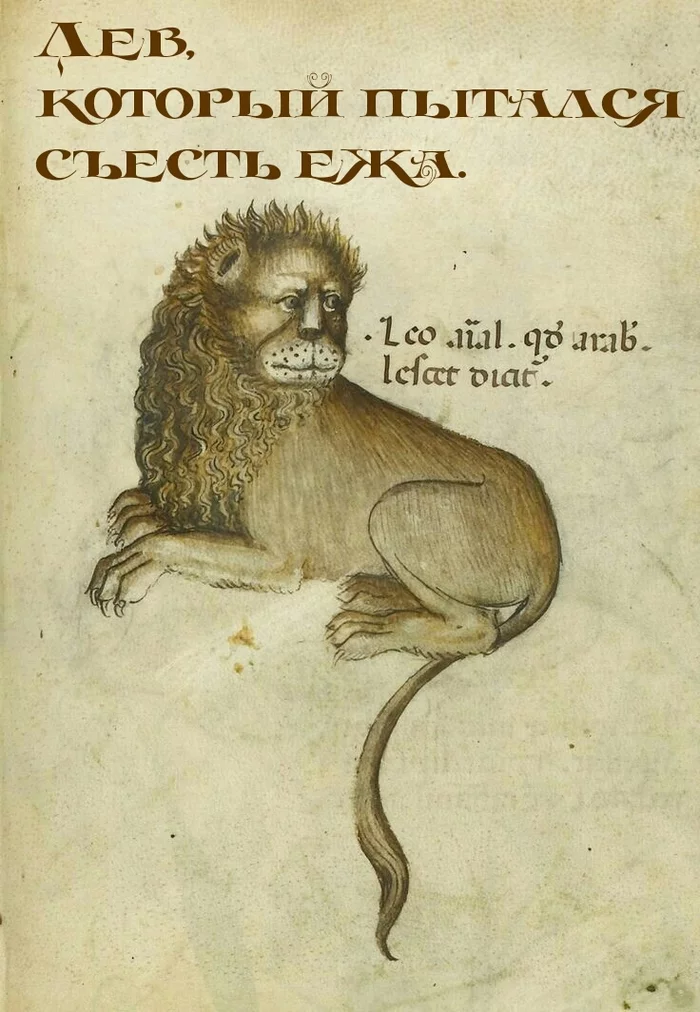 The lion who... - Picture with text, Humor, Middle Ages, Suffering middle ages, Bestiary, a lion, Muzzle, Prickles, Hedgehog