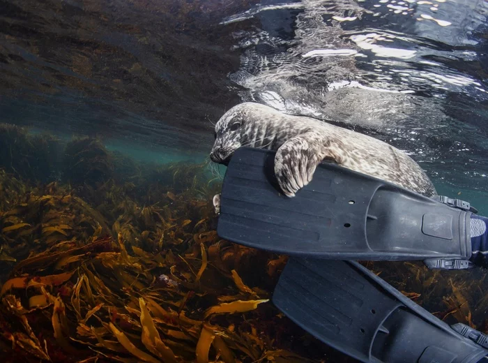 Now let's taste this rubber of yours! - Seal, Mammals, Flippers, Bering Sea, The photo