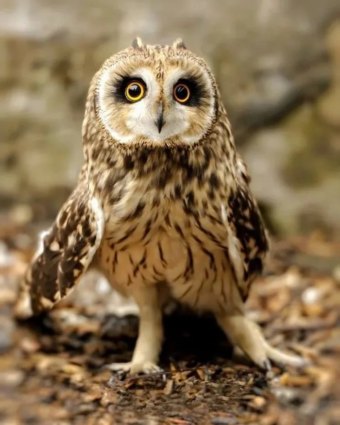 Owl - Owl, Milota, Predator birds, Nature, The photo