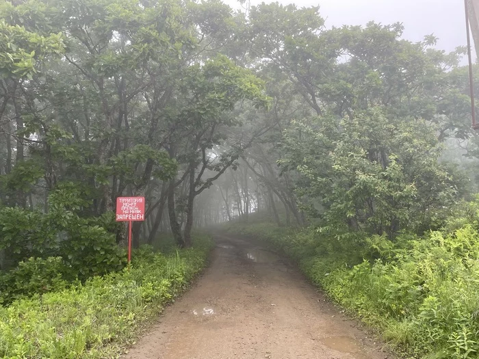 Forbidden Forest - fog at Cape Bruce, Primorye - My, Vladivostok, Primorsky Krai, Cape Bruce, Nature, Russia, Road, Travel across Russia, Travels, , The photo