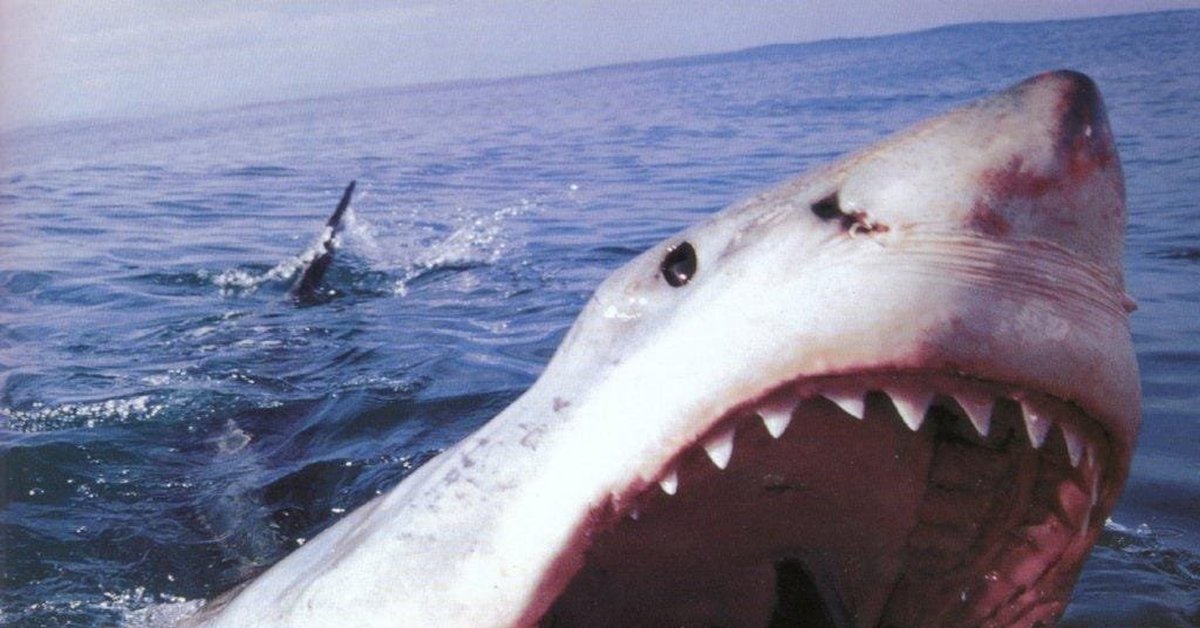 Как называется нападение. Остров Реюньон акулы. Большая белая акула нападает.