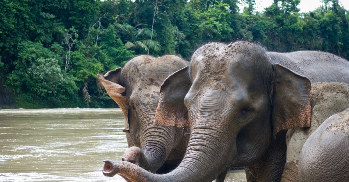 Elephant river. Суматранский слон. Суматра слоны. Суматранский слон на острове Калимантан. Азиатский слон.