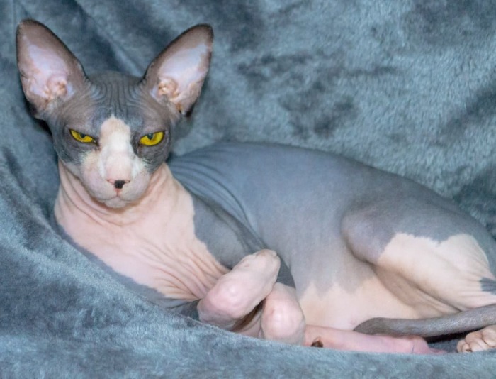 �������� ����� �����