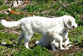 Shepherd dog. - My, Сельское хозяйство, Dog, Shepherd, Security, Protection, Goat, Sheeps, Interesting, , Useful, Advice, Village, Video, Longpost