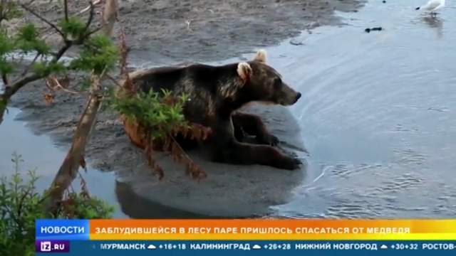 Медведь на бзерпинском карнизе