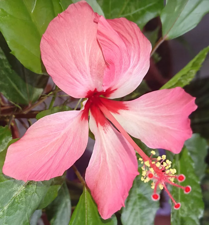 hibiscus flower - My, Houseplants, Hibiscus, Longpost