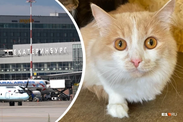 “A fine will be provided for this”: State Duma deputy - about the cat, which the owner threw in Koltsovo - cat, Animal Rescue, The airport, Yekaterinburg, Animal defenders, Koltsovo, Pets, Fluffy, Longpost