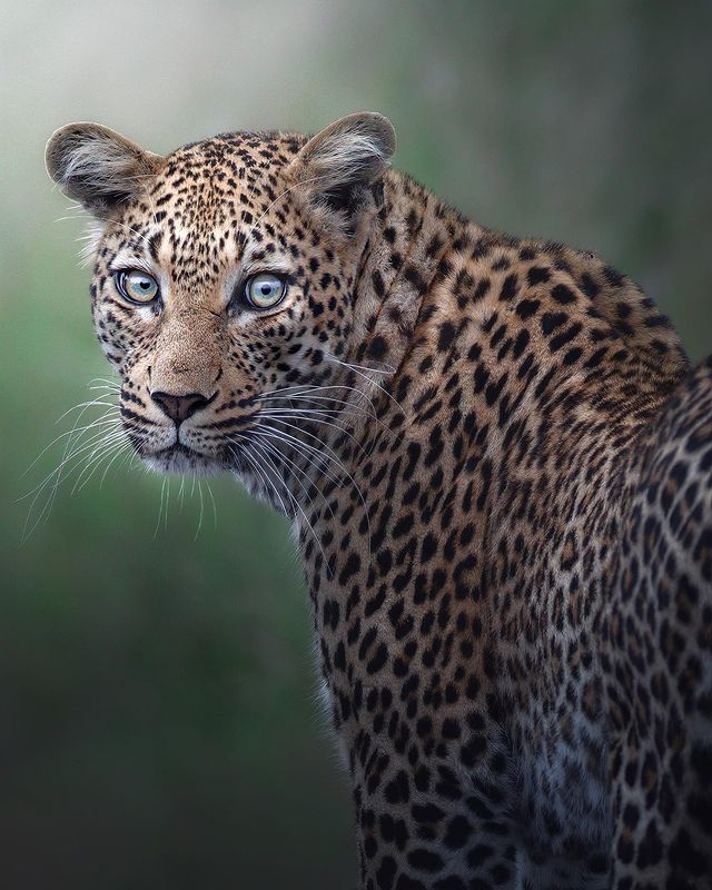 Wild cats - Big cats, Cat family, Leopard, Tiger, a lion, Lioness, Lion cubs, Small cats, , Cheetah, Wild animals, Longpost, The photo