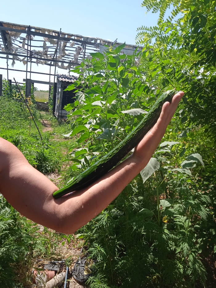 Огурцы пикабушника