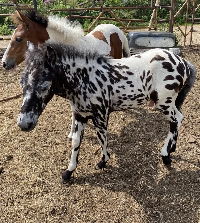 When I really wanted to become a zebra - My, Horses, Stable, Unusual coloring, Longpost