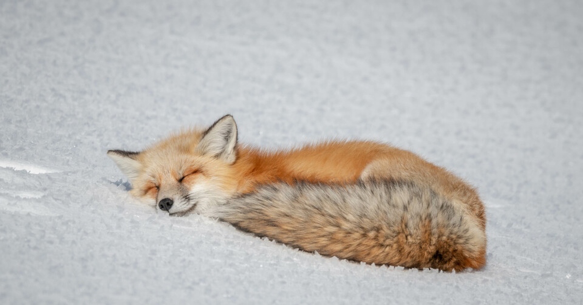 Рыжая лиса во сне. Зимний сон лисы.