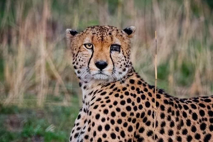 Unbroken - Cheetah, Small cats, Cat family, Predator, Masai Mara, Kenya, Africa, The photo