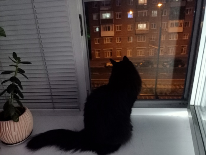 Ночной дозор