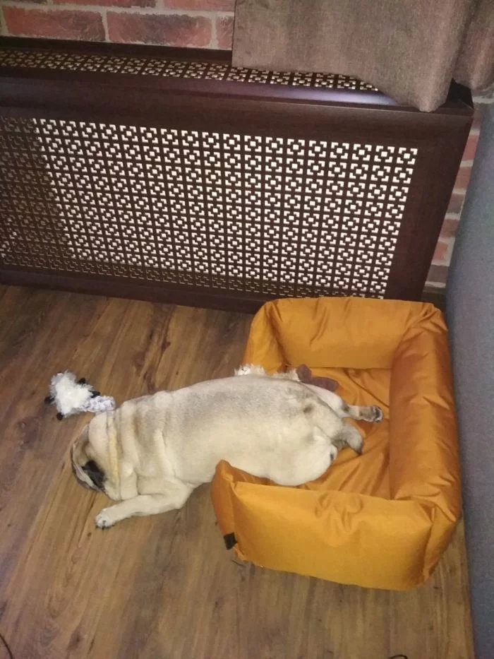 Pug Knowing Zen Part 2 - My, Pug, Dog, Longpost