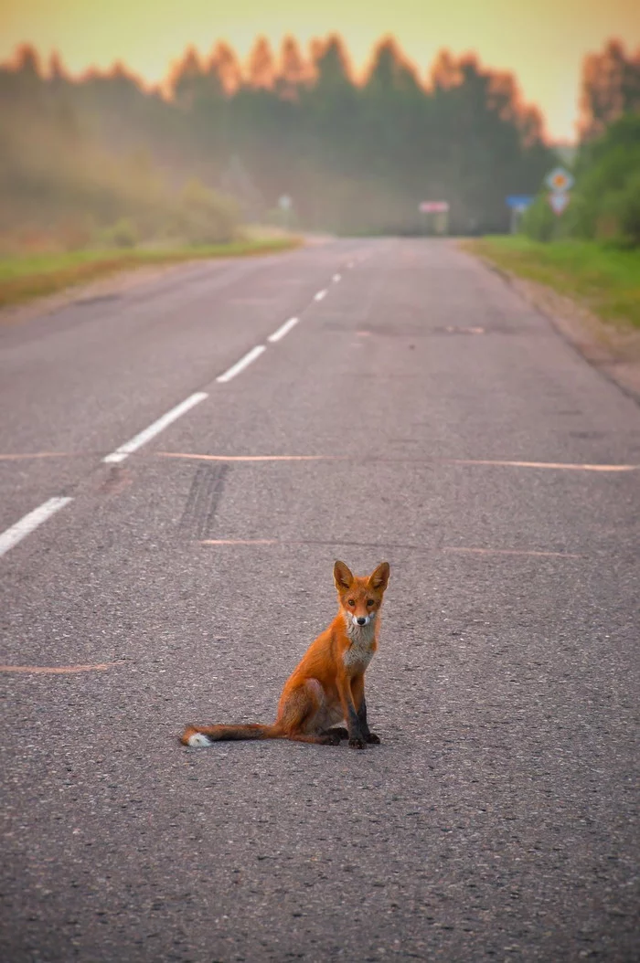 Brother Fox - My, Fox, Wild animals, Road, The photo, The national geographic, Smolensk region, Yelnya, July, , 2021, dawn, Animals