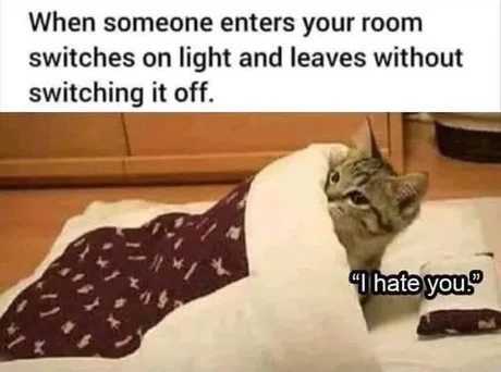 I hate you. - Picture with text, Humor, cat, Translation