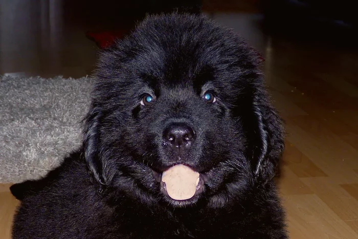 Newfoundland: a few shortcomings of the working breed, which you can put up with - Animals, Dog, Newfoundland, Diver, Yandex Zen, Longpost