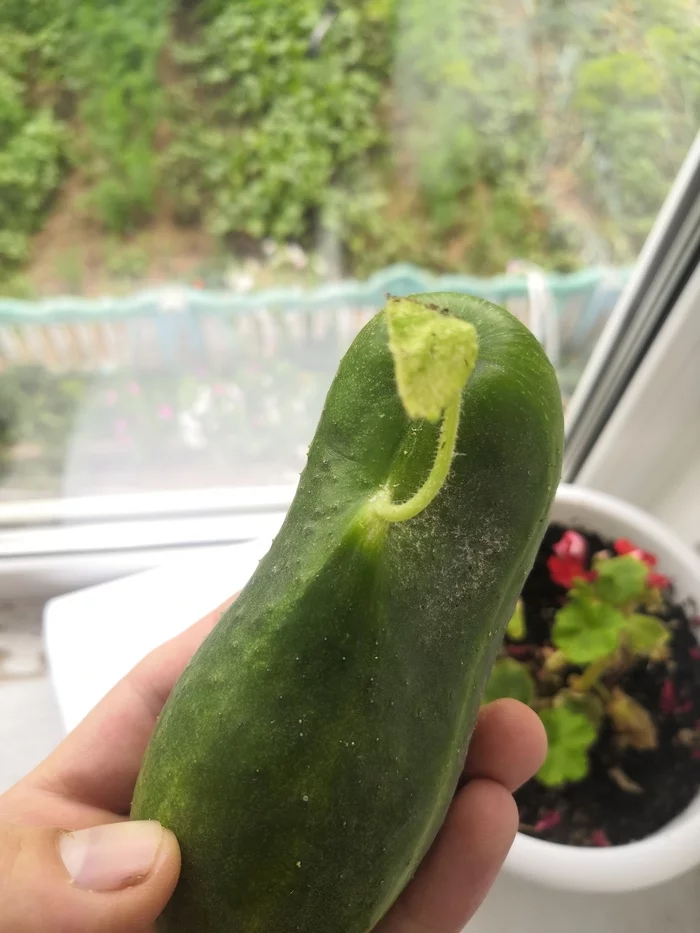 A cucumber grows from a cucumber - My, Farming, Cucumbers, Unusual, Longpost