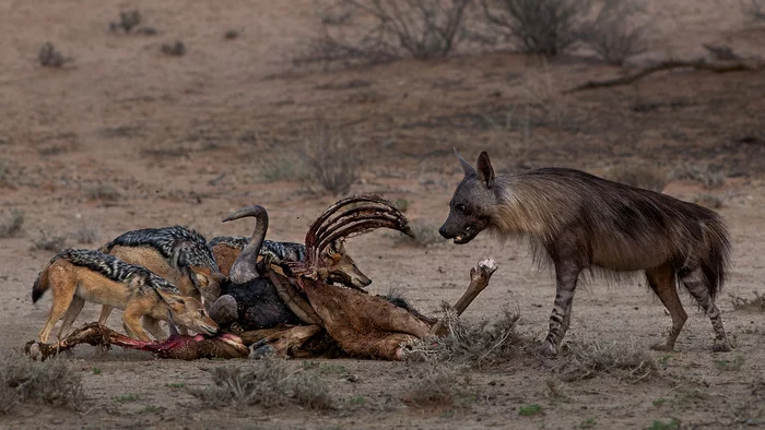 Brown hyena - Brown hyena, Hyena, Predator, Video, The photo, Longpost, Wild animals, South Africa
