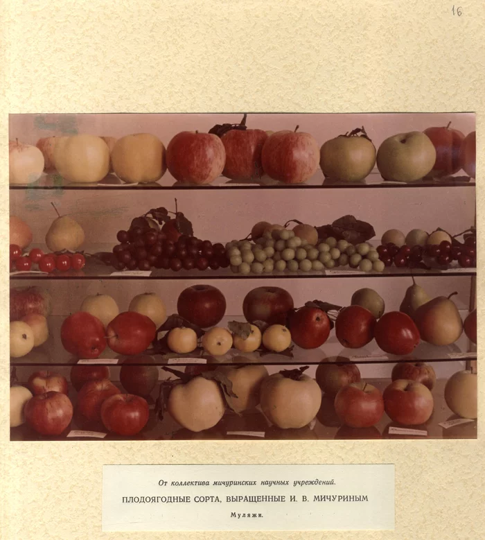 Stalin's personal archive: Photos of dummies of fruit and berry varieties grown by Michurin I.V. - My, Michurin, Apples, The photo, Presents, Stalin, the USSR