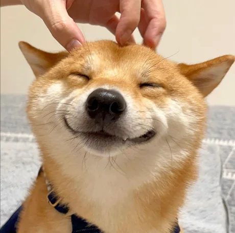 And it doesn't matter that tomorrow is Monday - Dog, , Smile, Shiba Inu