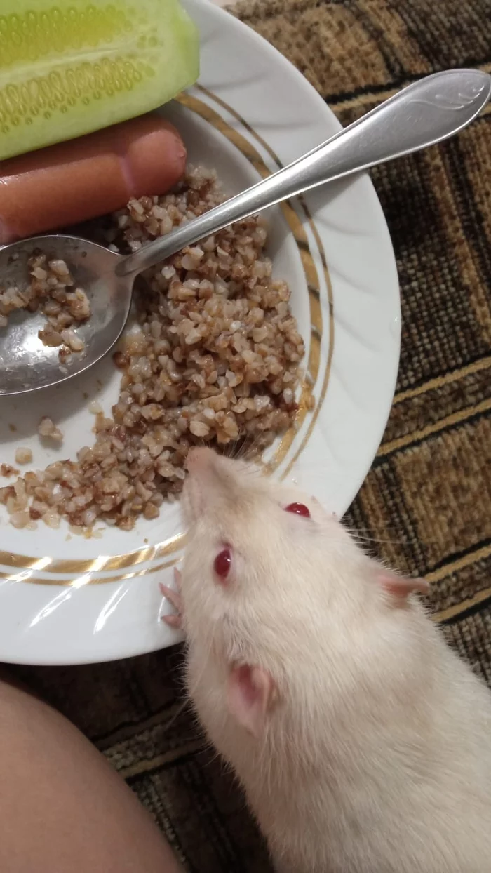 Who eats well - Longpost, My, Decorative rats, Rat, Pets, Video