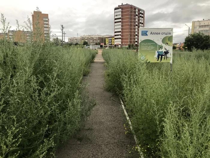 Alley of sagebrush - My, Wormwood, Allergy, Ulan-Ude, Alley