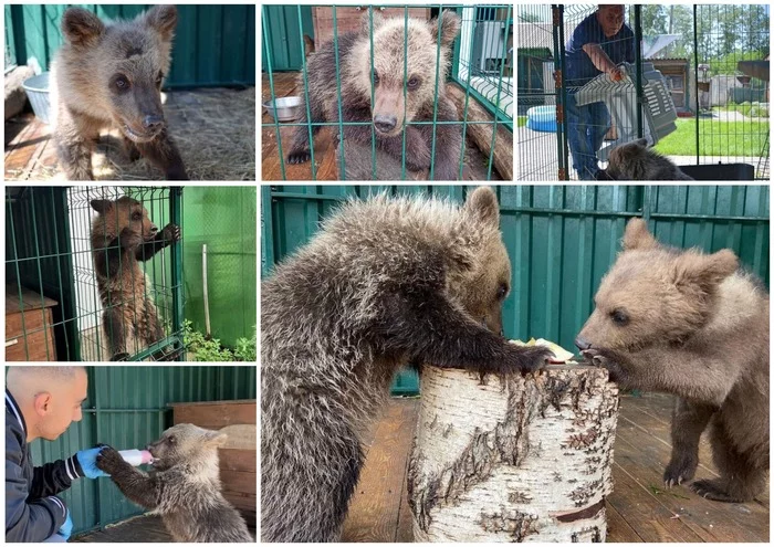 Bear cubs Varvara and Bagrat arrived for rehabilitation from Chelyabinsk to the Khabarovsk Territory - The Bears, Teddy bears, Wild animals, Animal Rescue, Khabarovsk region, Rehabilitation centers, Animal protection, Animal defenders, , Дальний Восток, Longpost, Video