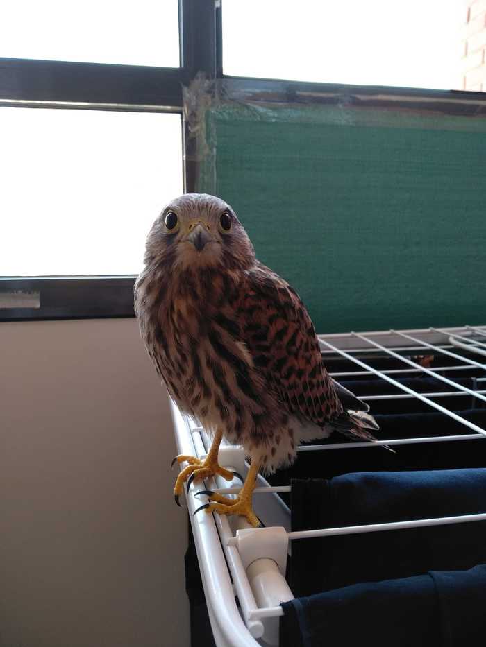 My guest today - My, Predator birds, Kestrel, Mat