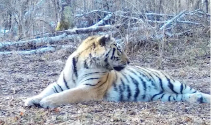 Amur tiger showed off in front of a camera trap in Primorye - Tiger, Amur tiger, Big cats, Cat family, Wild animals, Primorsky Krai, Reserves and sanctuaries, Sikhote-Alin Reserve, , Phototrap, Interesting, Video