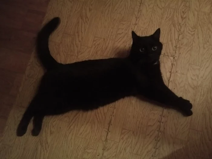 Hello, I'm Boris Animal - My, cat, Black cat, Bat, Hunter, Longpost, Mining