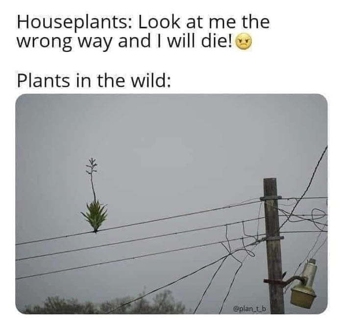 Nature finds a way... - Plants, The wire, Picture with text, Houseplants