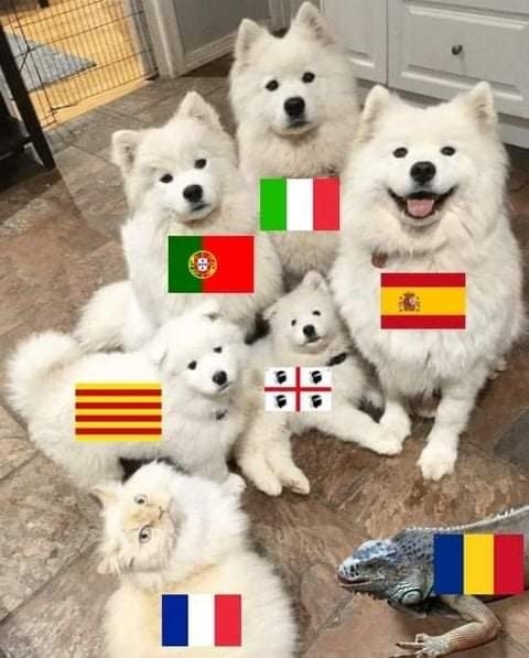 The shortest and most accurate description of the Romance languages - Foreign languages, Cats and dogs together, Portugal, Romania, France, Corsica, Italy, Spain, , Catalonia