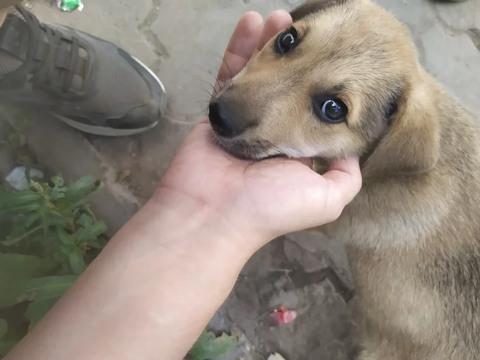 local worker - My, Dog, Security guard, Puppies