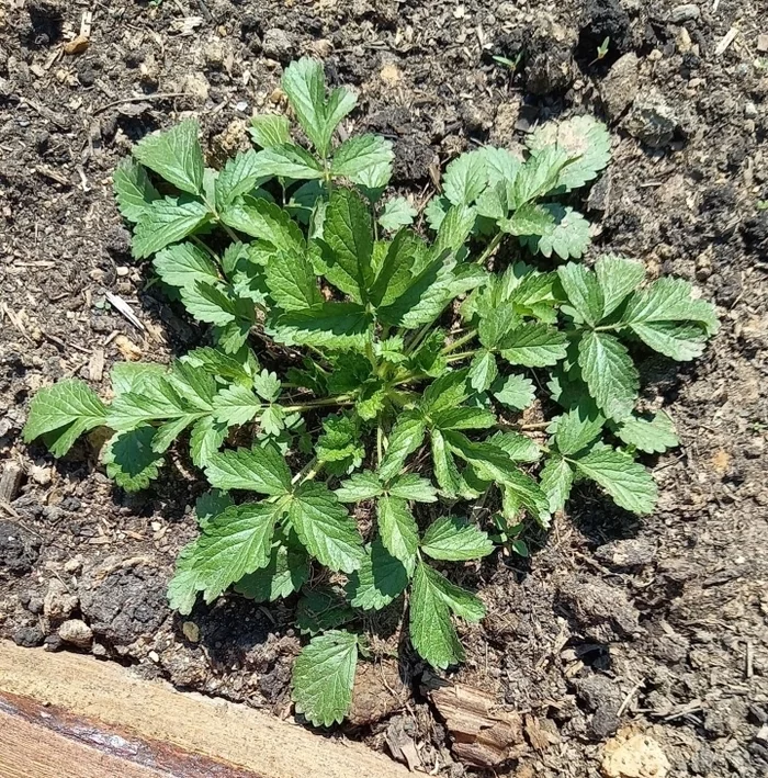 And I grow weeds! - My, Garden, Weeds, Dacha, , Longpost