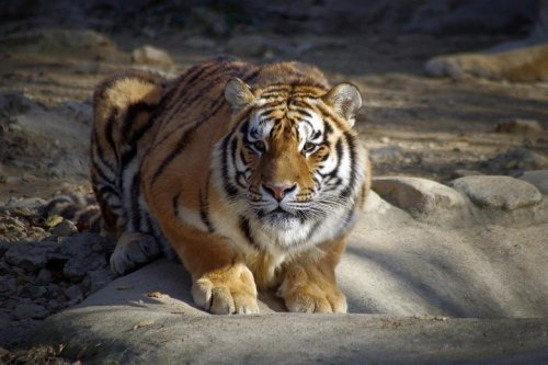 In the Khabarovsk Territory, tigers prey on people with the smell of badgers - Tiger, Amur tiger, Big cats, Cat family, Predator, Wild animals, wildlife, Khabarovsk region, , Taiga, Hunter, Life safety, Adventures, Unpredictability, Longpost