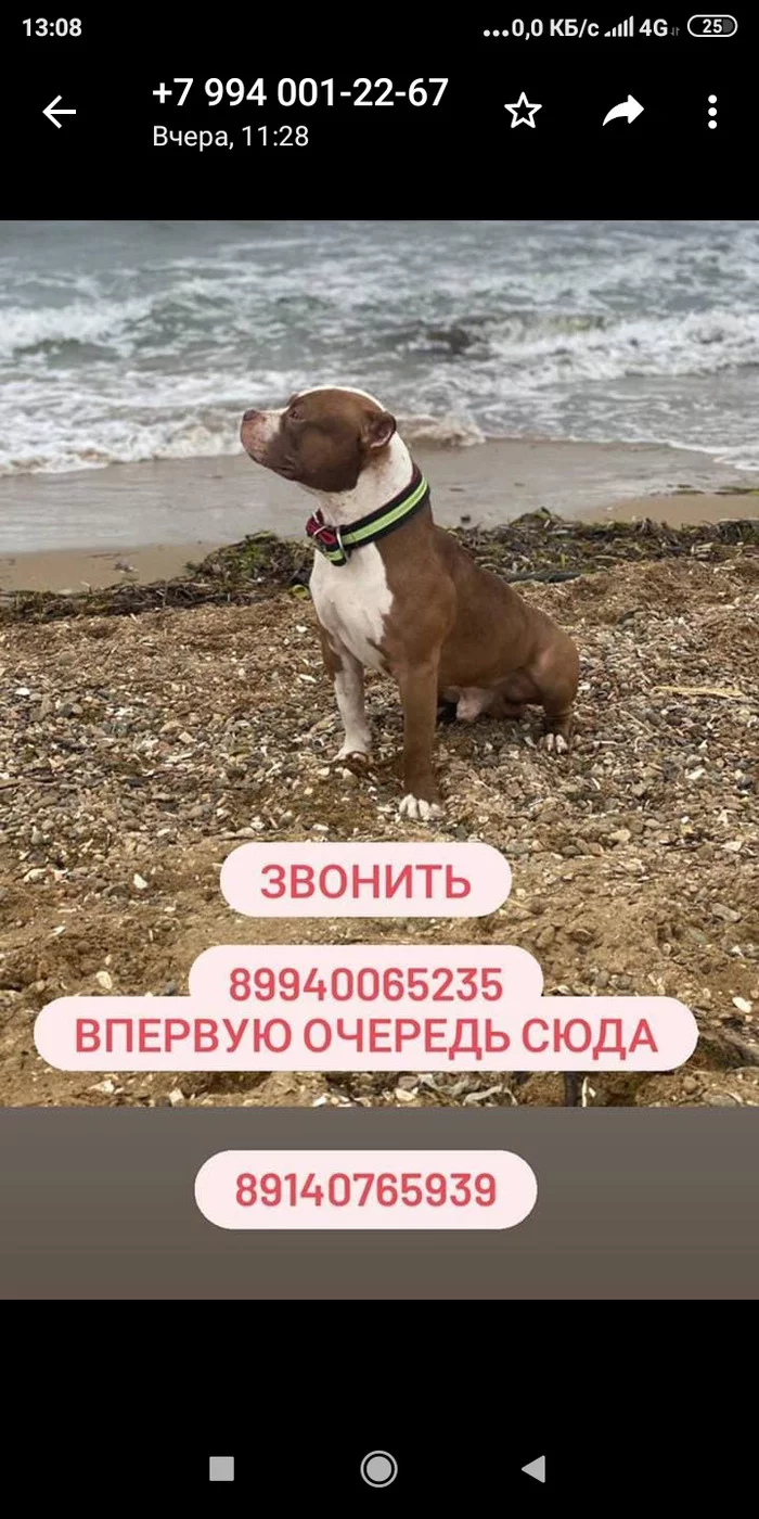 Lost dog - My, Dog, Lost, Help, The dog is missing, Vladivostok, No rating