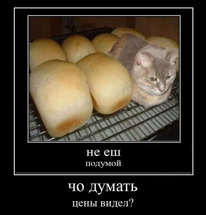 Bread producers warn of 7-12% price increase in the near future - Rise in prices, Bread, cat