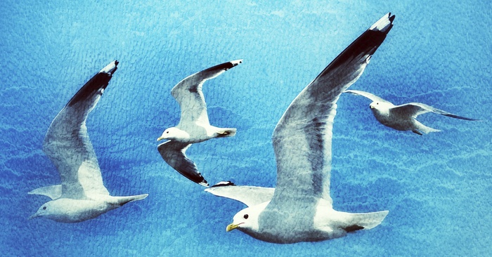 ���� ������ �����������