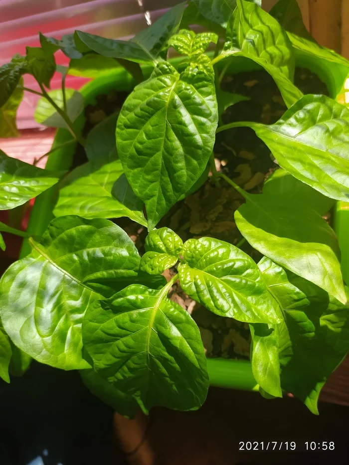 Habanerki are growing up - My, Hot peppers, Plants