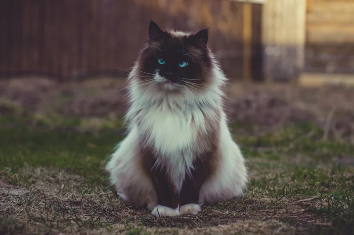 Котя в огороде - Моё, Кот, Фотография, Бирманская кошка, Домашние животные, Милота