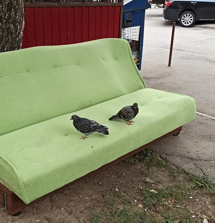 Generals of sofa troops - My, Pigeon, Sofa troops