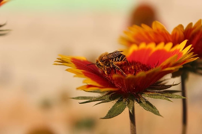 Макросьемка