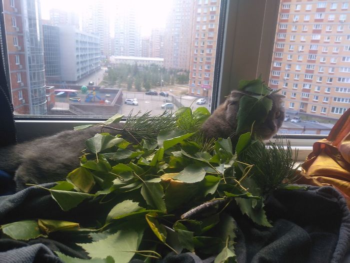 Иди на работу, не мешай мне  'хозяин", я сплю в траве,)))