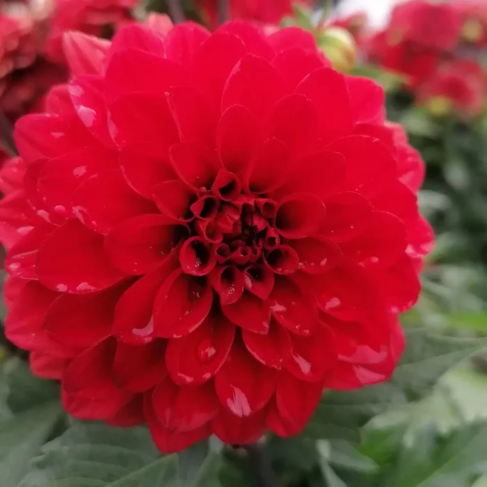 dahlias - My, Dahlias, Mobile photography, Longpost