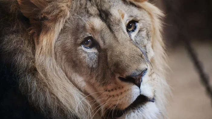 A lion hit a girl with a paw at a recreation center in the Krasnodar Territory - a lion, Big cats, Cat family, Predator, Wild animals, Negative, Girl, Краснодарский Край, , Illegal activities, Attack, Injury, Recreation center, Maryino, Criminal case, Life safety, Dangerous animals, Animals, investigative committee