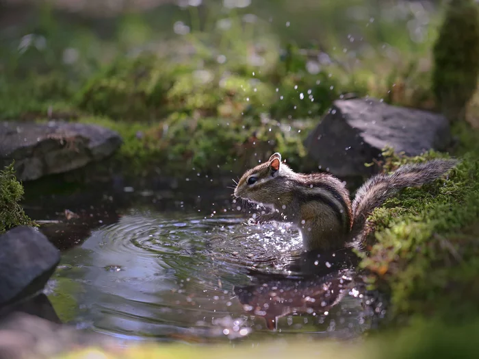 And unclean chimney sweeps - shame and disgrace! - Chipmunk, Yakutia, Neryungri, Wild animals, Washing, The national geographic, The photo, beauty of nature, , Milota, Water, Animals, Rodents