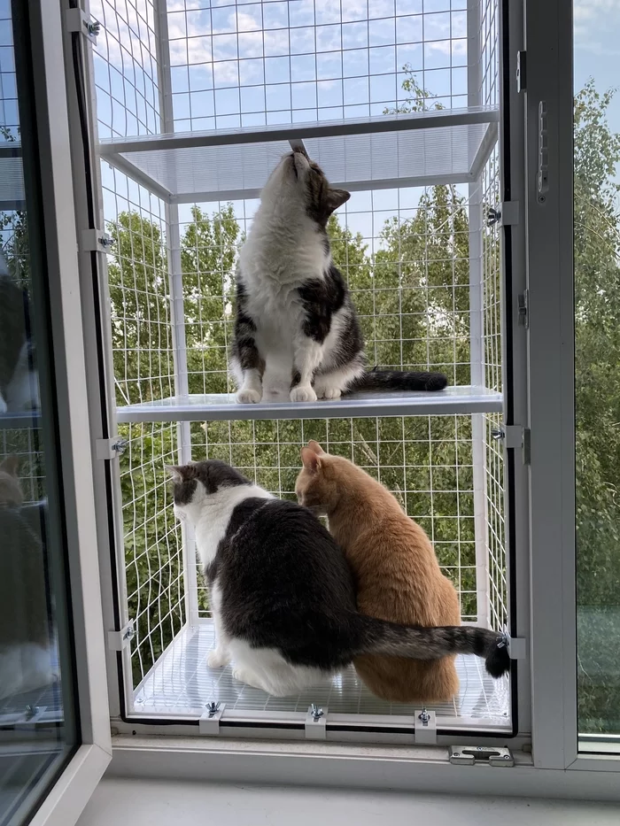 cat balcony - My, cat, Safety, Balcony, The photo