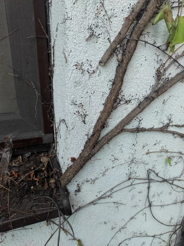 A few photos on how NOT to cut girlish grapes - My, Gardener, Landscaping, Vertical landscaping, Do not do like this, Longpost